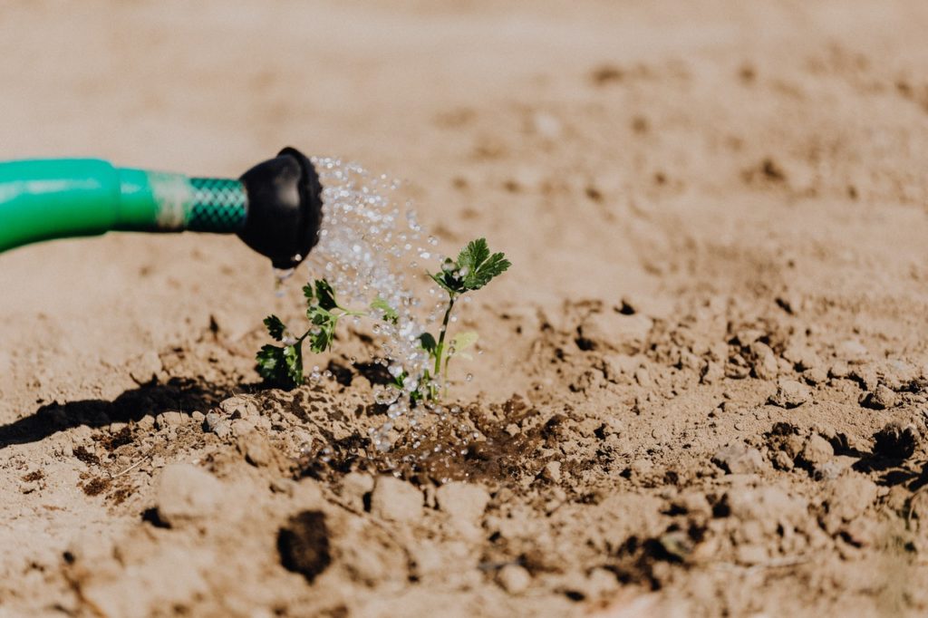 young-plant-watering-from-green-hose-4207906